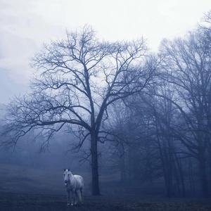 Обложка для Matilda Gallo - Horse in the fog 7