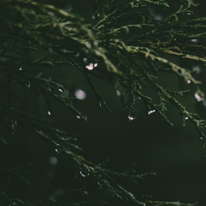 Обложка для Ambient Rain, Relaxing Nature Ambience, Rain Sound Studio - Rain in the Garden