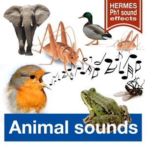 Обложка для Hermes Ph1 Sound-Effects - Fly Bye Bye (Long Version)