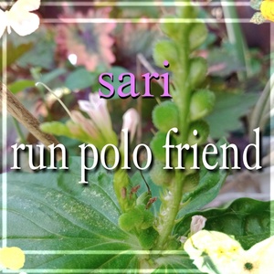 Обложка для sari - farm car run polo friend