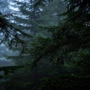 Обложка для Cozy Forest Rain - Forest Rain Sounds for Sleeping, Pt. 29