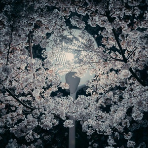 Обложка для Sung Hyun Lee - Like a sweet spring night's dream
