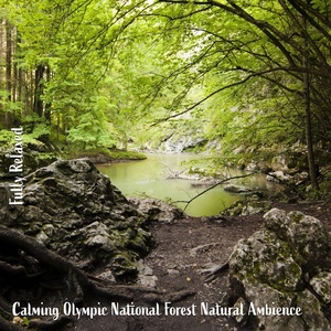 Обложка для Steve Brassel - Calming Olympic National Forest Natural Ambience, Pt. 10
