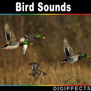 Обложка для Digiffects Sound Effects Library - Woodpecker Jam Bird