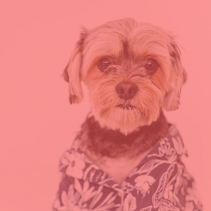 Обложка для Собачья музыка общество - Атмосфера (Щенки)