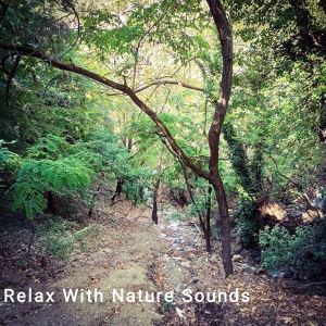 Обложка для Relax with nature sounds - Small Waterfall Sounds