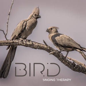 Обложка для Calm Singing Birds Zone - Beautiful Nature Sounds