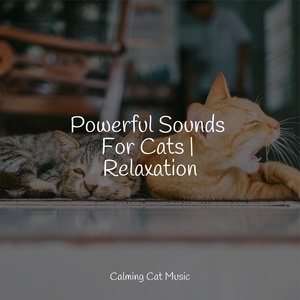 Обложка для Cat Music Therapy, Pet Care Club, Jazz Music Therapy for Cats - Calm