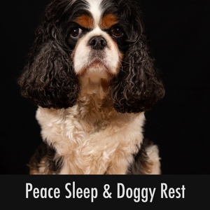 Обложка для Doggy Sleep Relaxation - Lounge Pet Sleep