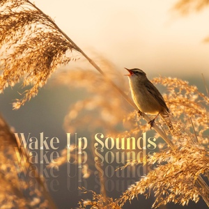Обложка для Sounds Effects Academy - Good Morning