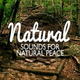 Обложка для Nature Sounds Nature Music - Forest of Birds
