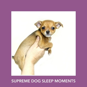 Обложка для Relaxing Dog Music - Welcoming Meditation Moments