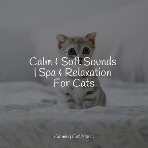 Обложка для Official Pet Care Collection, RelaxMyCat, Jazz Music Therapy For Cats - Dreamstate