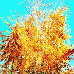 Обложка для flowerdance - Fallen leaves