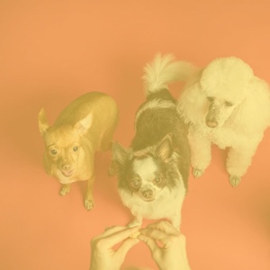 Обложка для Собачья музыка желобок - Моменты (Сонные собаки)