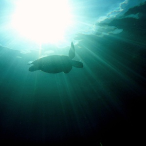 Обложка для Omegascape - Below The Water