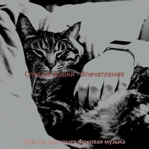Обложка для Музыка для кошек Фоновая музыка - Моменты (Милые кошки)