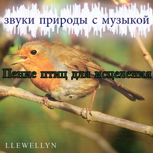 Обложка для Llewellyn - Пение птиц для исцеления: звуки природы с музыкой