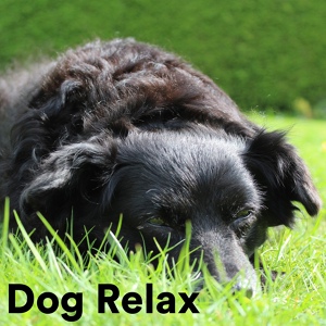 Обложка для The Dog Relaxer - Whining