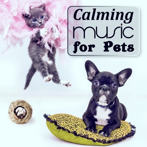 Обложка для Pet Music Academy - Animal Companion (Guitar & Calm Waves)