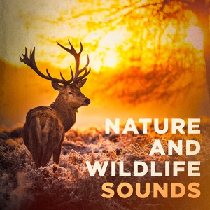 Обложка для Sounds of Nature White Noise for Mindfulness Meditation and Relaxation - The Rainbow River