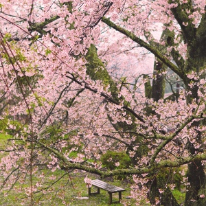 Обложка для Nurture of Nature - Rain Under Sakura Trees
