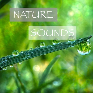 Обложка для Meditative Rain - Nature Sounds - Rain Focus