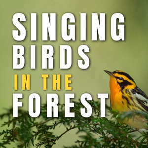 Обложка для Bird Songs, Calm Singing Birds Zone, Sleep Sounds of Nature - Evening Birds Sound