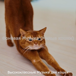 Обложка для Высококлассные Музыка для кошек - Атмосфера (Спящие кошки)