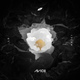 Обложка для Avicii feat. Aluna - What Would I Change It To