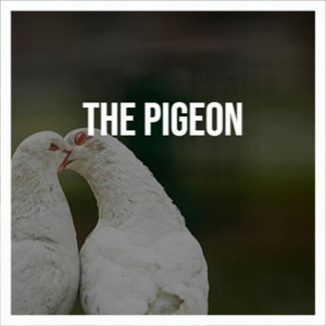 Обложка для Ray Anthony - The Pigeon