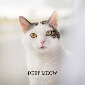 Обложка для Soft Jazz Mood - Relaxed Cat
