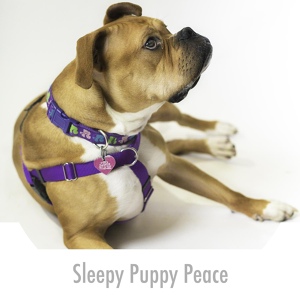 Обложка для Calming Puppy Relaxation - Sentimental Puppy Wellbeing Soundtack