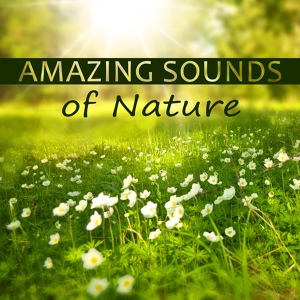 Обложка для Lovely Nature Music Zone - Home Again