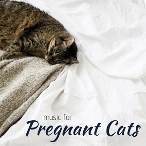 Обложка для Pet Therapy - Music for Pregnant Cats