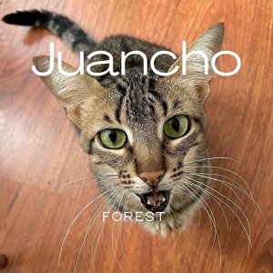 Обложка для Forest - Juancho