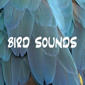 Обложка для Nature And Bird Sounds, Bird Sounds Ambience, Forest FX - Constant Chirping