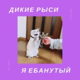 Обложка для ДИКИЕ РЫСИ - Я ебанутый