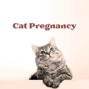 Обложка для Kitty Lullabies Music Collection - Cat Sleep