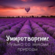 Обложка для Hypnotic Therapy Music Consort - Опавшие цветы сакуры