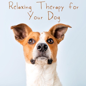 Обложка для Best Relaxation Music - Dog Walking Music