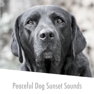 Обложка для Relaxing Dog Music - Dog Calm