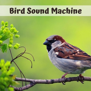 Обложка для Calm Music Guru - Morning Singing Birds
