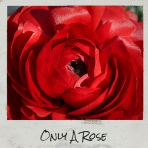 Обложка для The Dells - Only A Rose