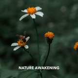 Обложка для Infraction Music - Nature Awakening