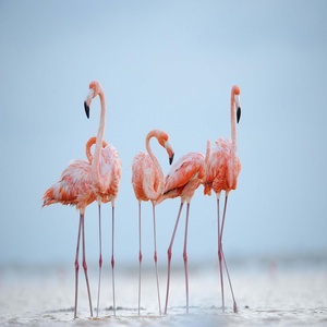 Обложка для xbrownzz - Childish Flamingos