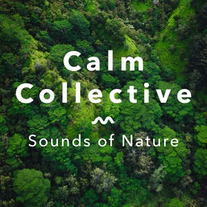 Обложка для Calm Collective - Waterfall Shower