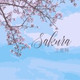 Обложка для 王昱翔 - Sakura