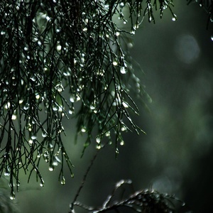 Обложка для Relajación, Sound of Rain, Natureza - Holy Rains