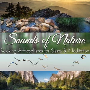 Обложка для Audio Decor Sound Effects - Morning Birds